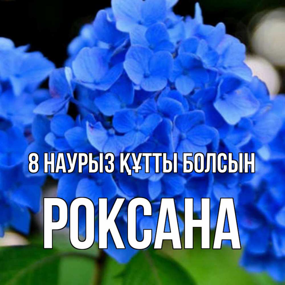 Күн сайын ашық хат с именем, Роксана 8 наурыз құтты болсын синие цветы Онлайн тегін жүктеп алу тілектері бар керемет карта 