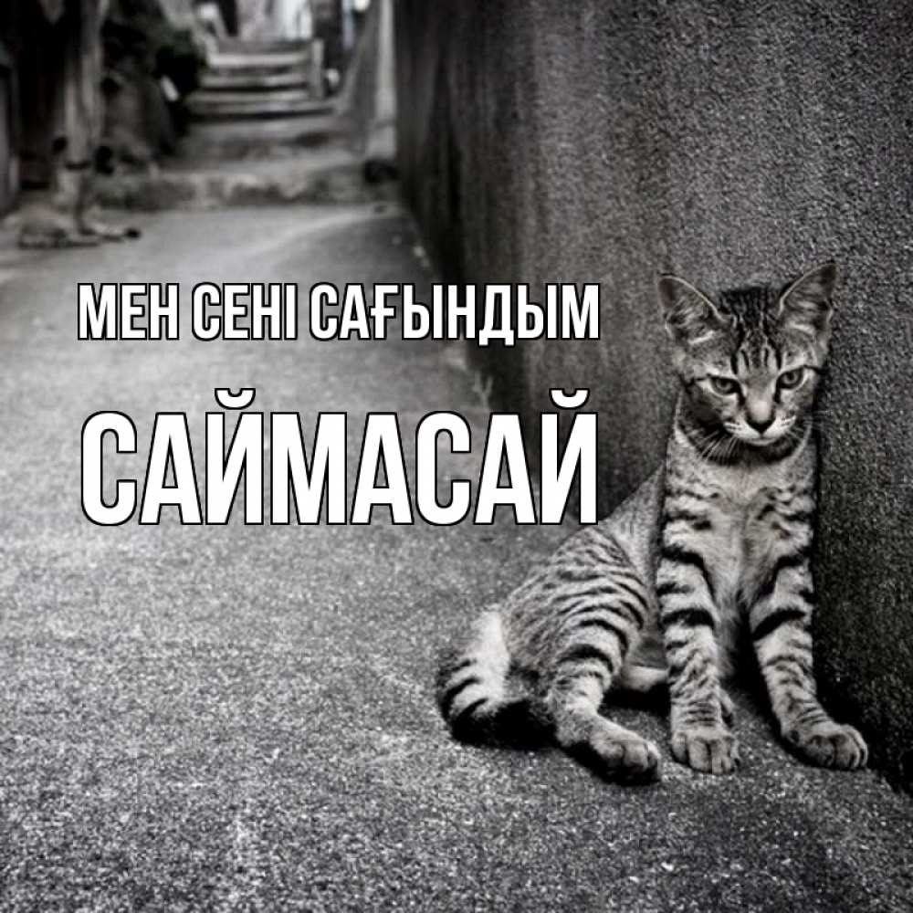 Күн сайын ашық хат с именем, САЙМАСАЙ Мен сені сағындым одиноко котику Онлайн тегін жүктеп алу тілектері бар керемет карта 