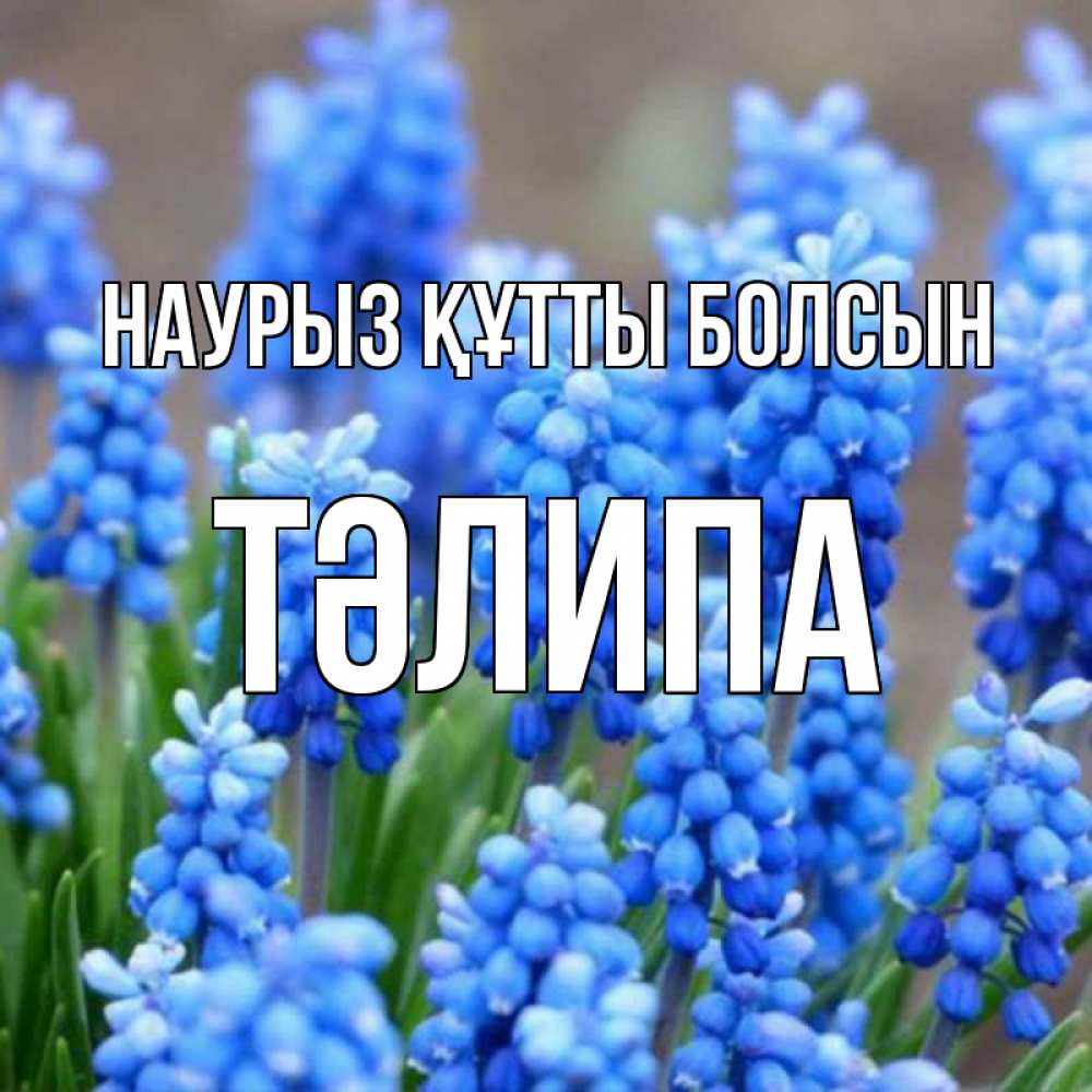 Күн сайын ашық хат с именем, ТӘЛИПА Наурыз құтты болсын Поздравительная открытка для женщин с цветами на праздничную дату Онлайн тегін жүктеп алу тілектері бар керемет карта 
