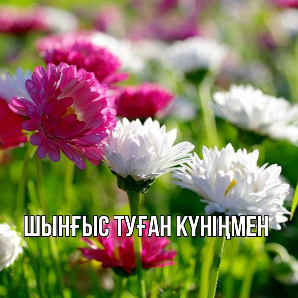 Картинка  с именем , ШЫНҒЫС! ТУҒАН КҮНІҢМЕН!