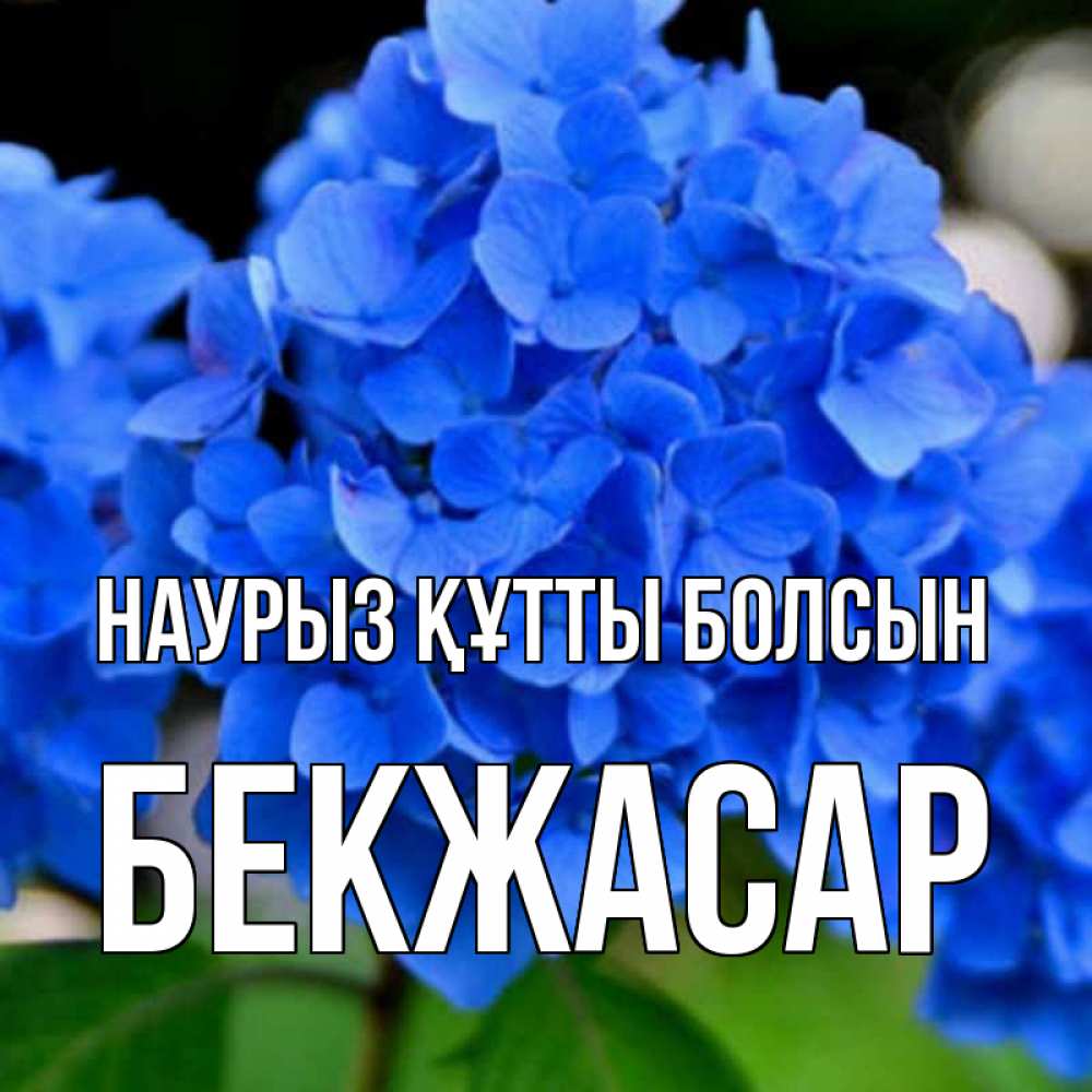 Күн сайын ашық хат с именем, Бекжасар Наурыз құтты болсын синие цветы Онлайн тегін жүктеп алу тілектері бар керемет карта 