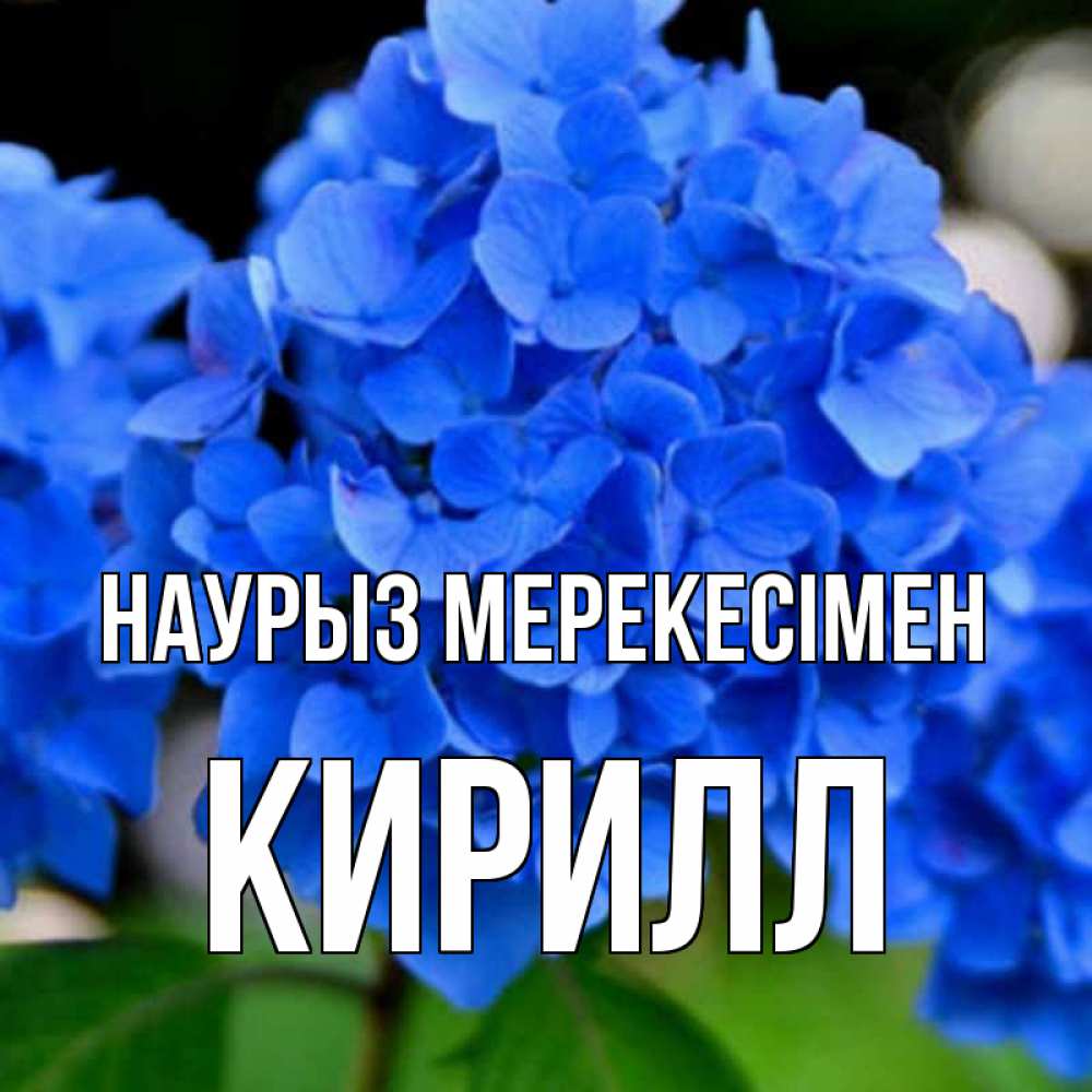 Күн сайын ашық хат с именем, Кирилл Наурыз мерекесімен синие цветы Онлайн тегін жүктеп алу тілектері бар керемет карта 
