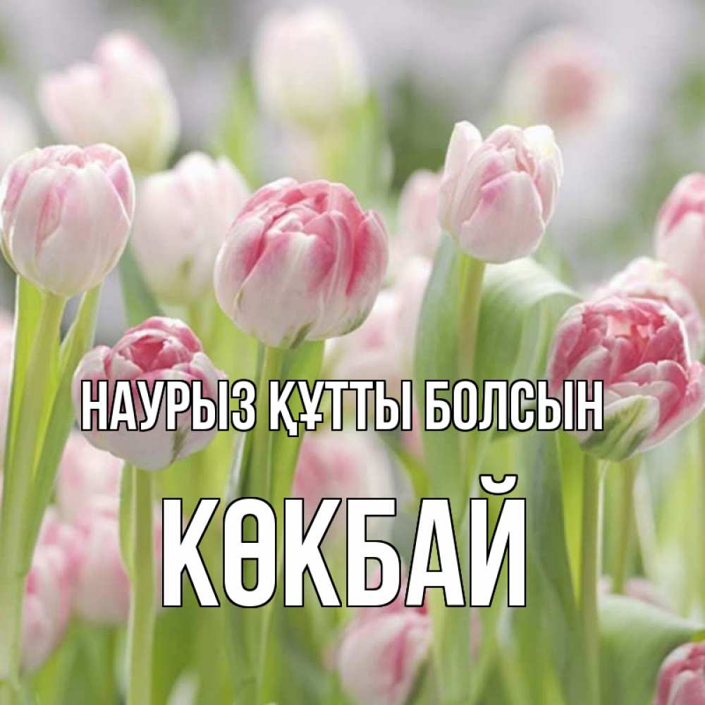 Күн сайын ашық хат с именем, Көкбай Наурыз құтты болсын цветы Онлайн тегін жүктеп алу тілектері бар керемет карта 