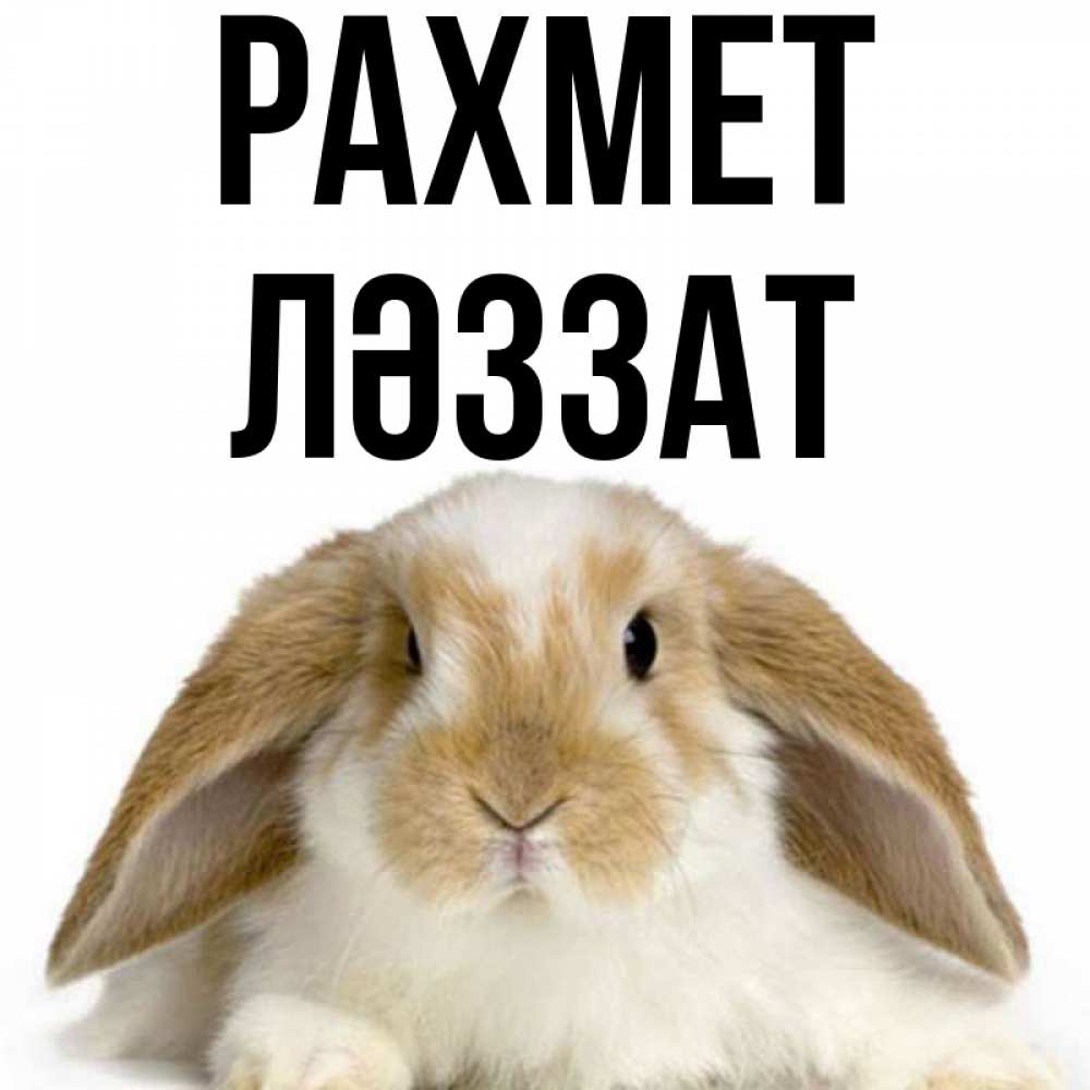 Күн сайын ашық хат с именем, ЛӘЗЗАТ рахмет коричнево белый заяц Онлайн тегін жүктеп алу тілектері бар керемет карта 