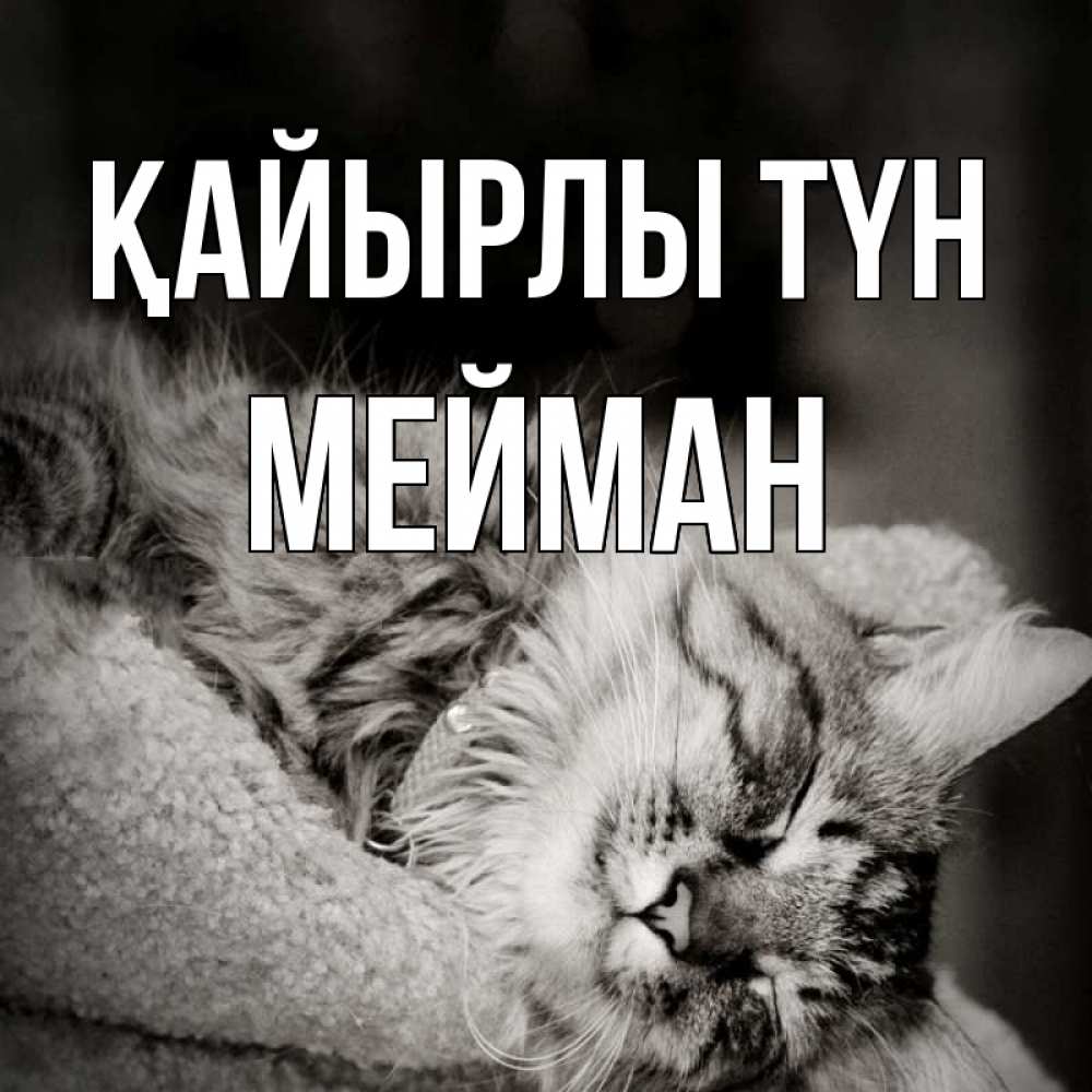 Күн сайын ашық хат с именем, МЕЙМАН Қайырлы түн котярик пушистый Онлайн тегін жүктеп алу тілектері бар керемет карта 