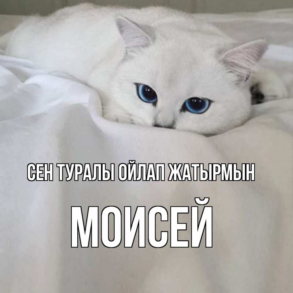 Күн сайын ашық хат с именем, Моисей Сен туралы ойлап жатырмын я очень по тебе скучаю и тоскую Онлайн тегін жүктеп алу тілектері бар керемет карта 