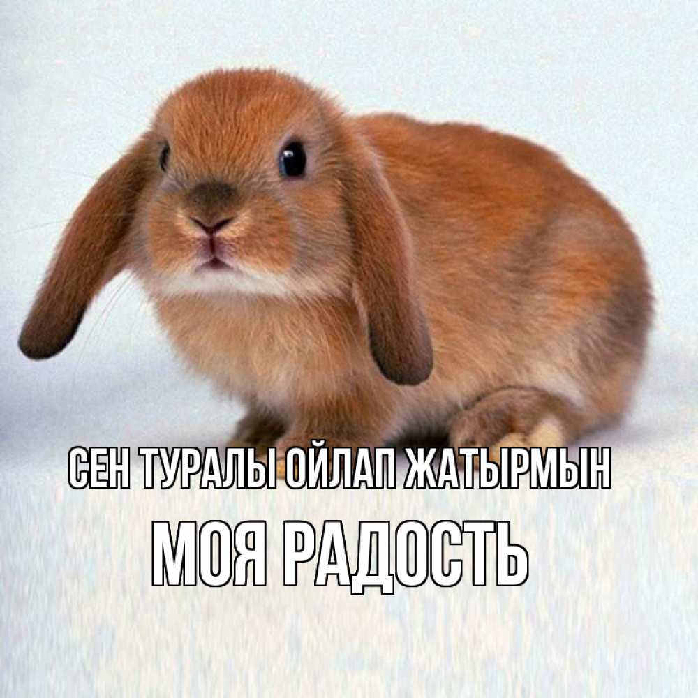 Күн сайын ашық хат с именем, Моя-радость Сен туралы ойлап жатырмын кроль коричневый Онлайн тегін жүктеп алу тілектері бар керемет карта 