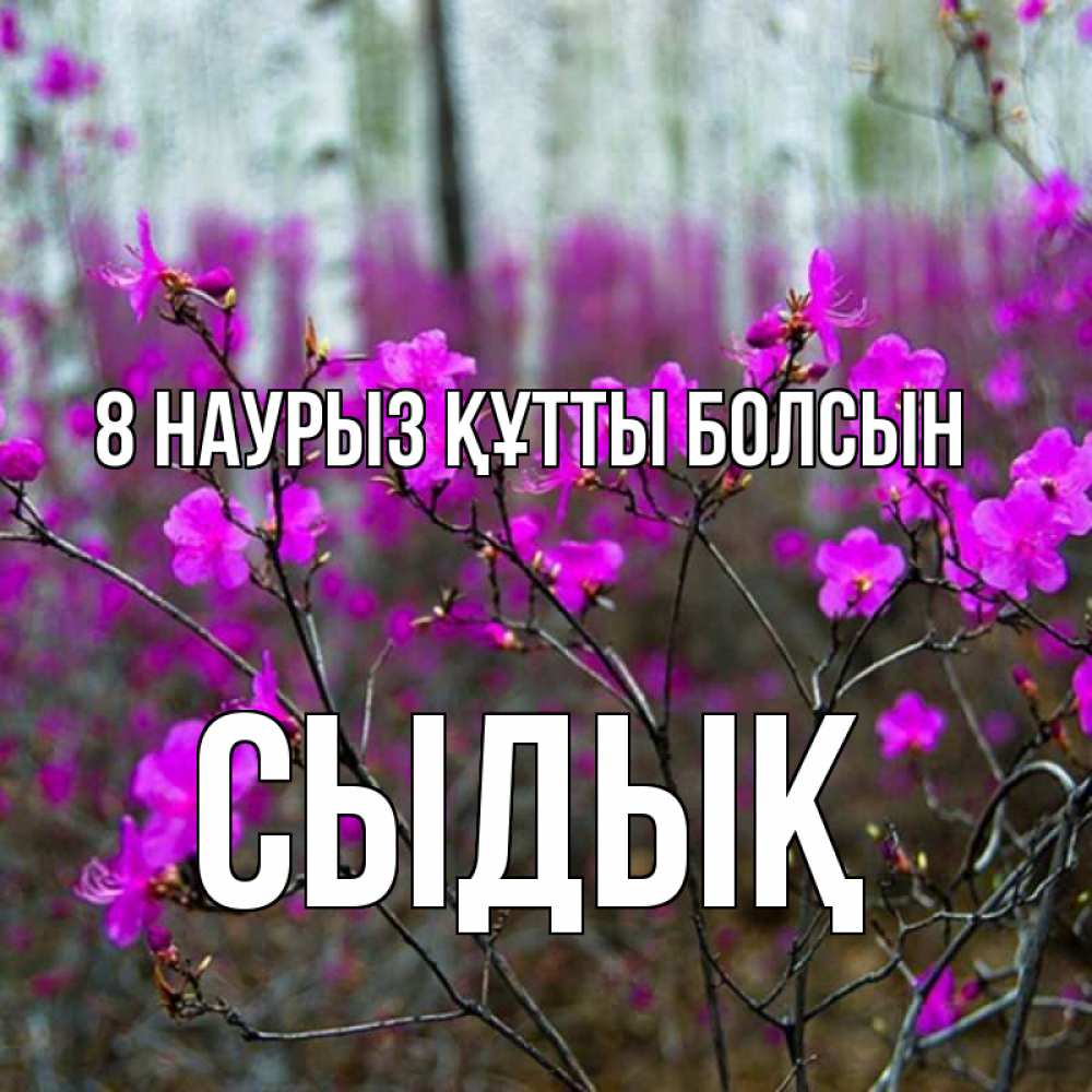 Күн сайын ашық хат с именем, СЫДЫҚ 8 наурыз құтты болсын дикие цветы Онлайн тегін жүктеп алу тілектері бар керемет карта 