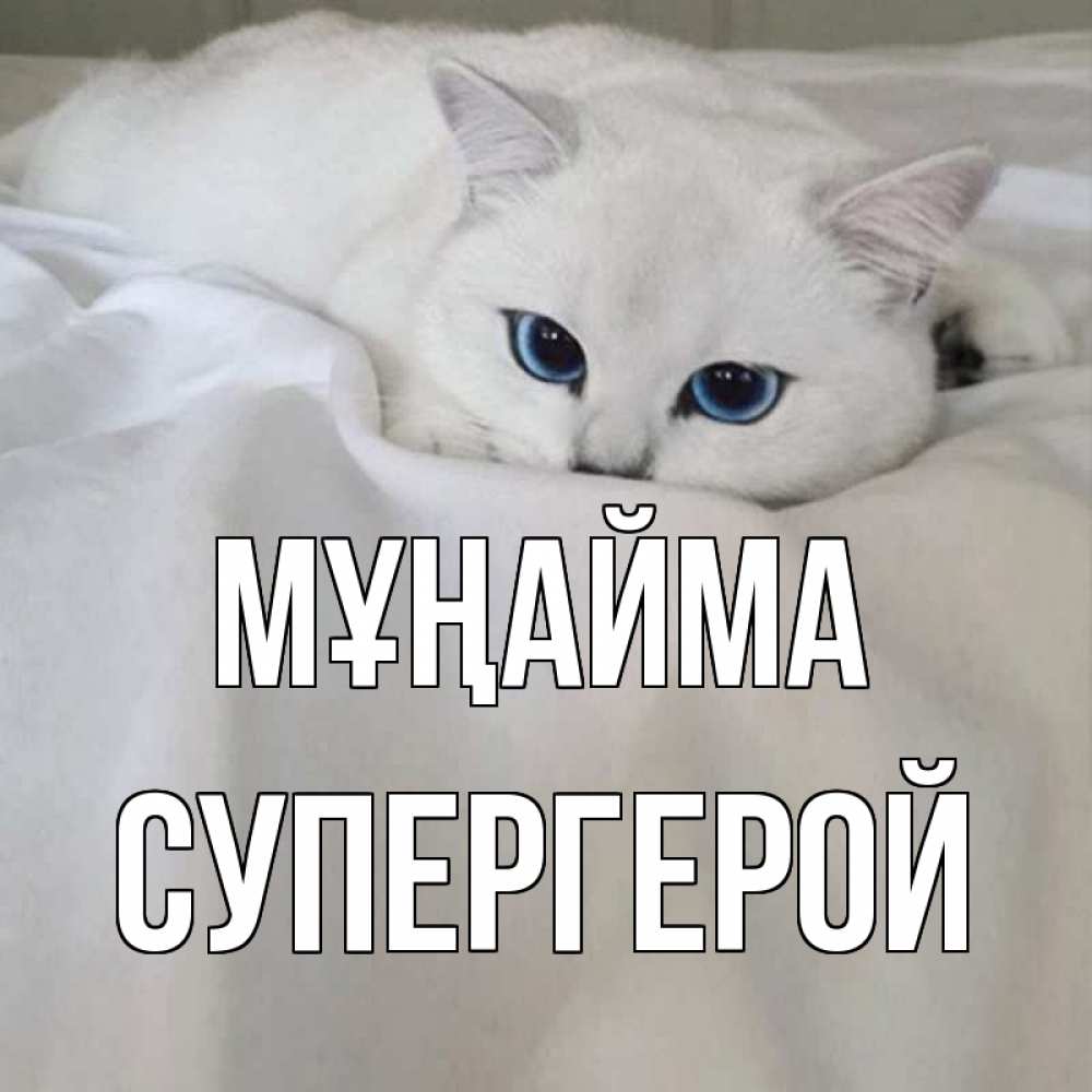 Күн сайын ашық хат с именем, Супергерой Мұңайма белый кот с голубыми глазами на белоснежной кровати Онлайн тегін жүктеп алу тілектері бар керемет карта 
