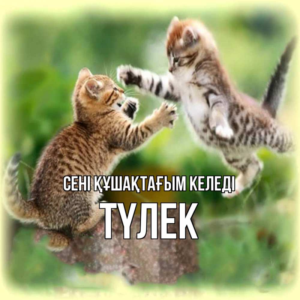 Күн сайын ашық хат с именем, ТҮЛЕК сені құшақтағым келеді игры котят Онлайн тегін жүктеп алу тілектері бар керемет карта 