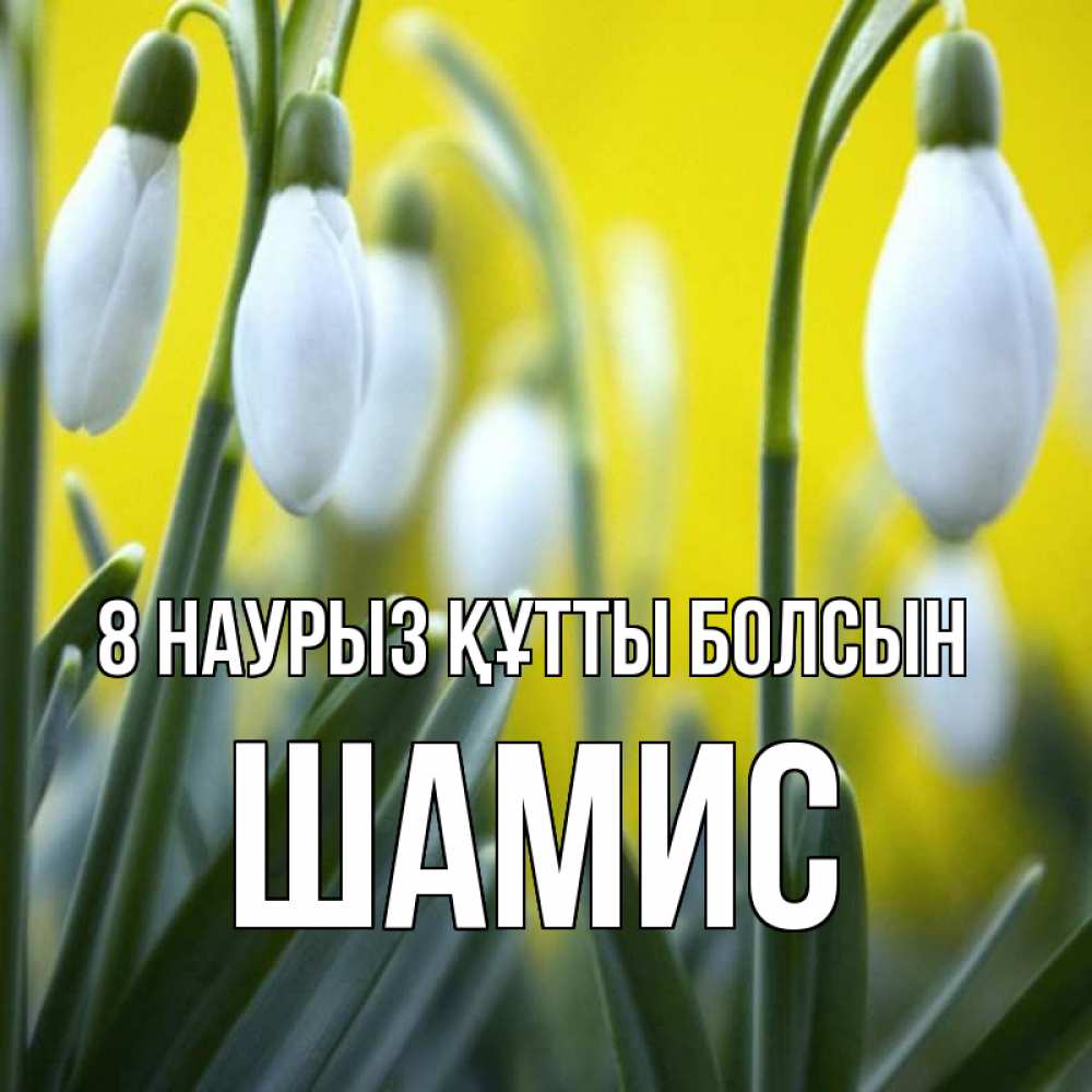 Күн сайын ашық хат с именем, ШАМИС 8 наурыз құтты болсын весенние цветы Онлайн тегін жүктеп алу тілектері бар керемет карта 