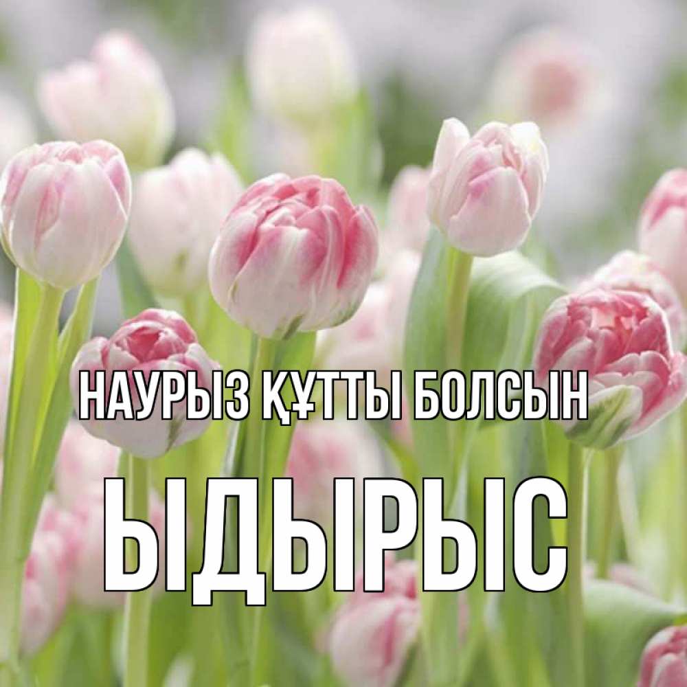 Күн сайын ашық хат с именем, ЫДЫРЫС Наурыз құтты болсын цветы Онлайн тегін жүктеп алу тілектері бар керемет карта 