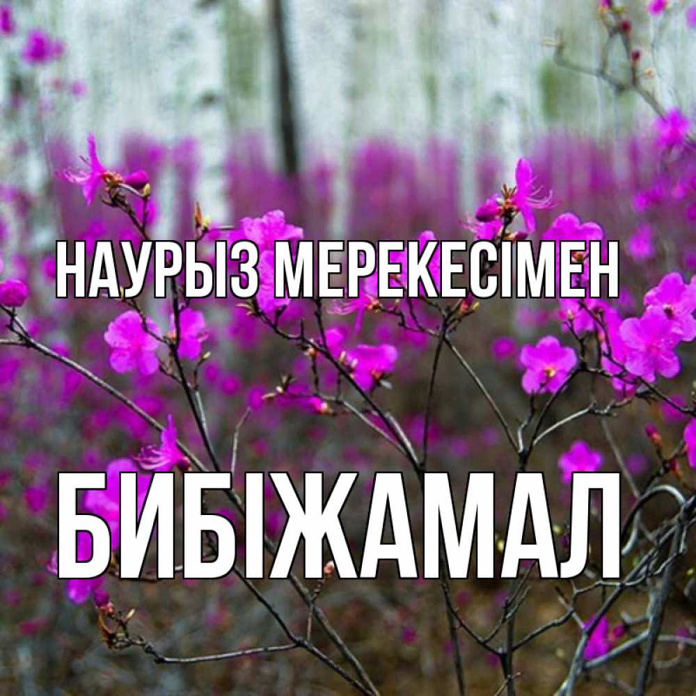 Күн сайын ашық хат с именем, БИБІЖАМАЛ Наурыз мерекесімен дикие цветы Онлайн тегін жүктеп алу тілектері бар керемет карта 