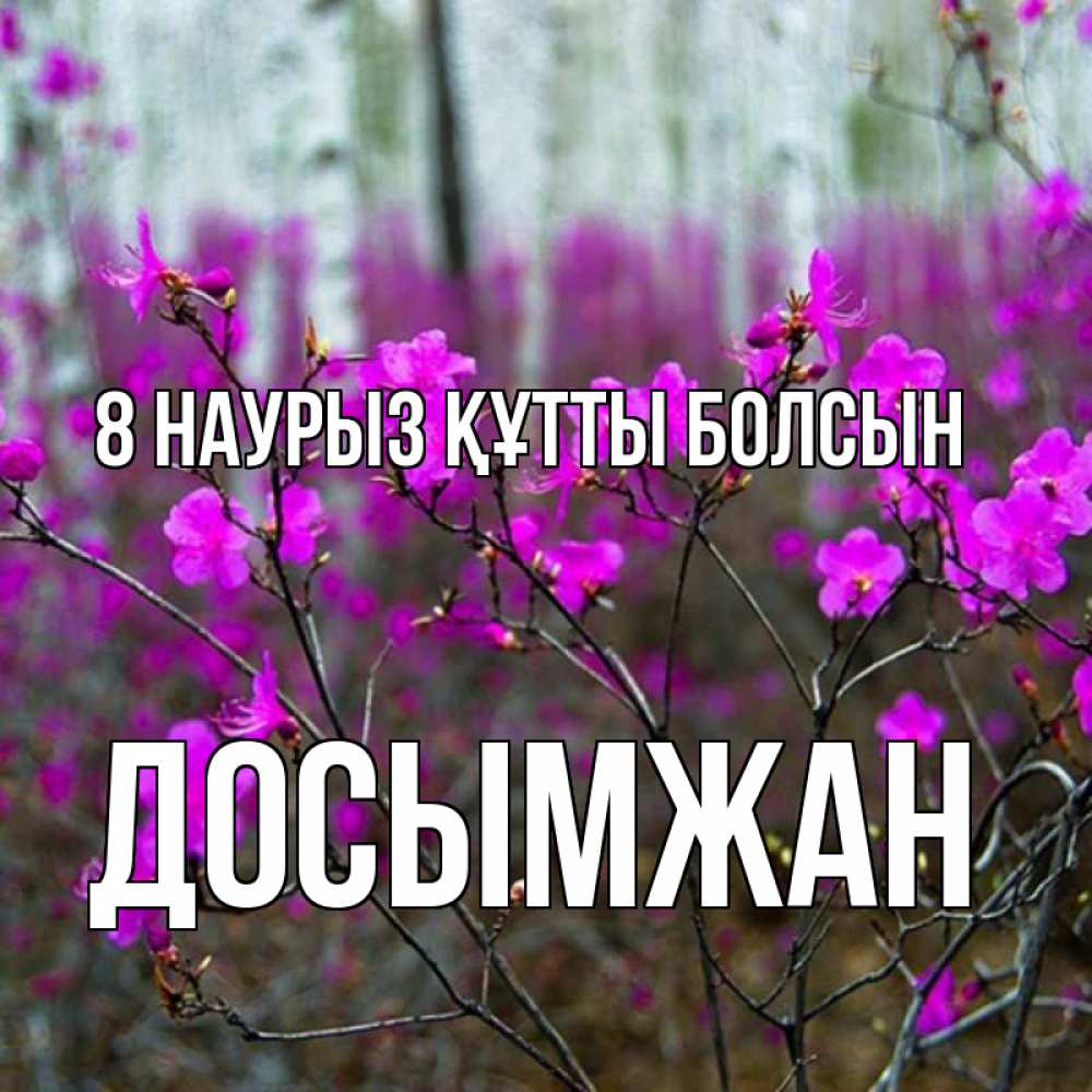 Күн сайын ашық хат с именем, Досымжан 8 наурыз құтты болсын дикие цветы Онлайн тегін жүктеп алу тілектері бар керемет карта 
