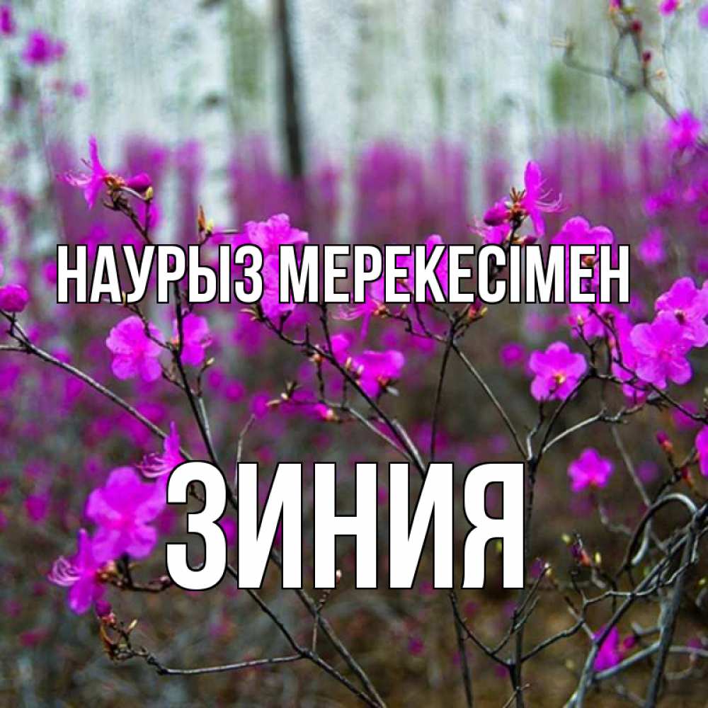 Күн сайын ашық хат с именем, ЗИНИЯ Наурыз мерекесімен дикие цветы Онлайн тегін жүктеп алу тілектері бар керемет карта 