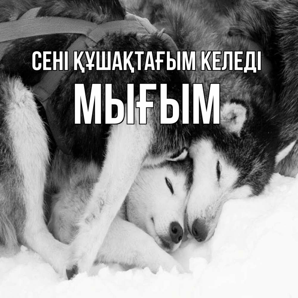 Күн сайын ашық хат с именем, МЫҒЫМ сені құшақтағым келеді собачки в упряжке Онлайн тегін жүктеп алу тілектері бар керемет карта 