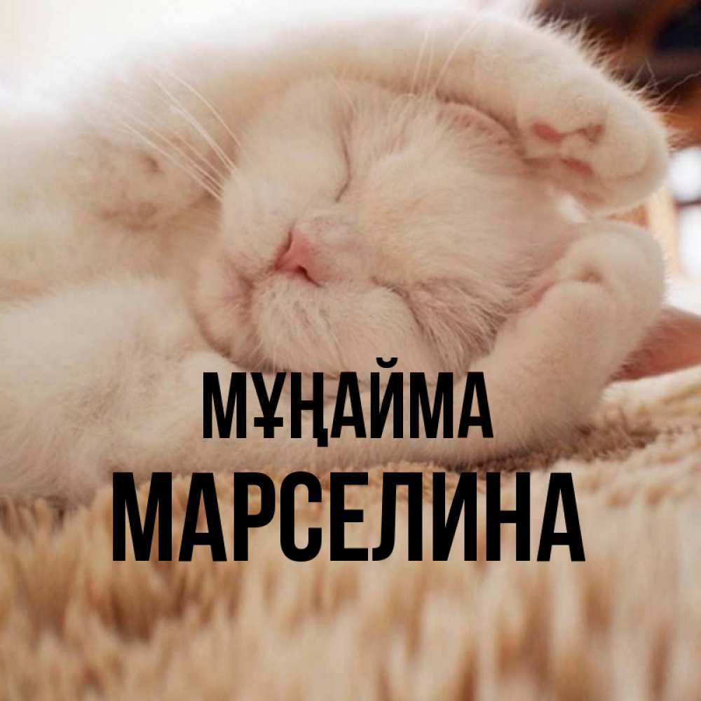 Күн сайын ашық хат с именем, Марселина Мұңайма Котенок спит Онлайн тегін жүктеп алу тілектері бар керемет карта 