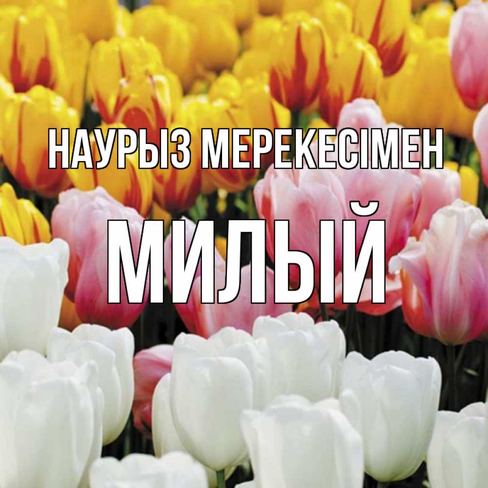 Күн сайын ашық хат с именем, Милый Наурыз мерекесімен разноцветные цветы Онлайн тегін жүктеп алу тілектері бар керемет карта 