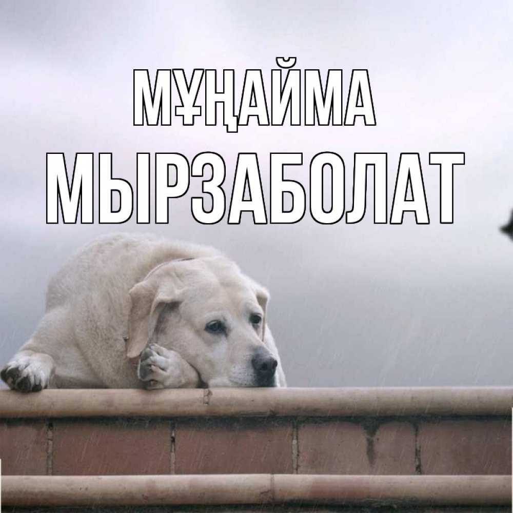 Күн сайын ашық хат с именем, Мырзаболат Мұңайма белый пес 1 Онлайн тегін жүктеп алу тілектері бар керемет карта 