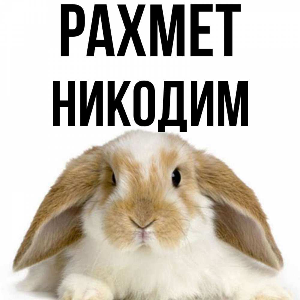 Күн сайын ашық хат с именем, Никодим рахмет коричнево белый заяц Онлайн тегін жүктеп алу тілектері бар керемет карта 
