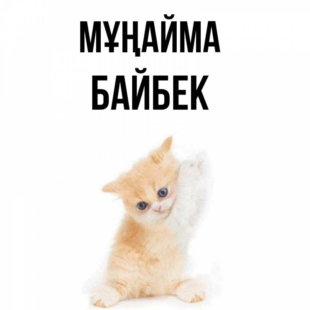 Күн сайын ашық хат с именем, Байбек Мұңайма просящий кот Онлайн тегін жүктеп алу тілектері бар керемет карта 
