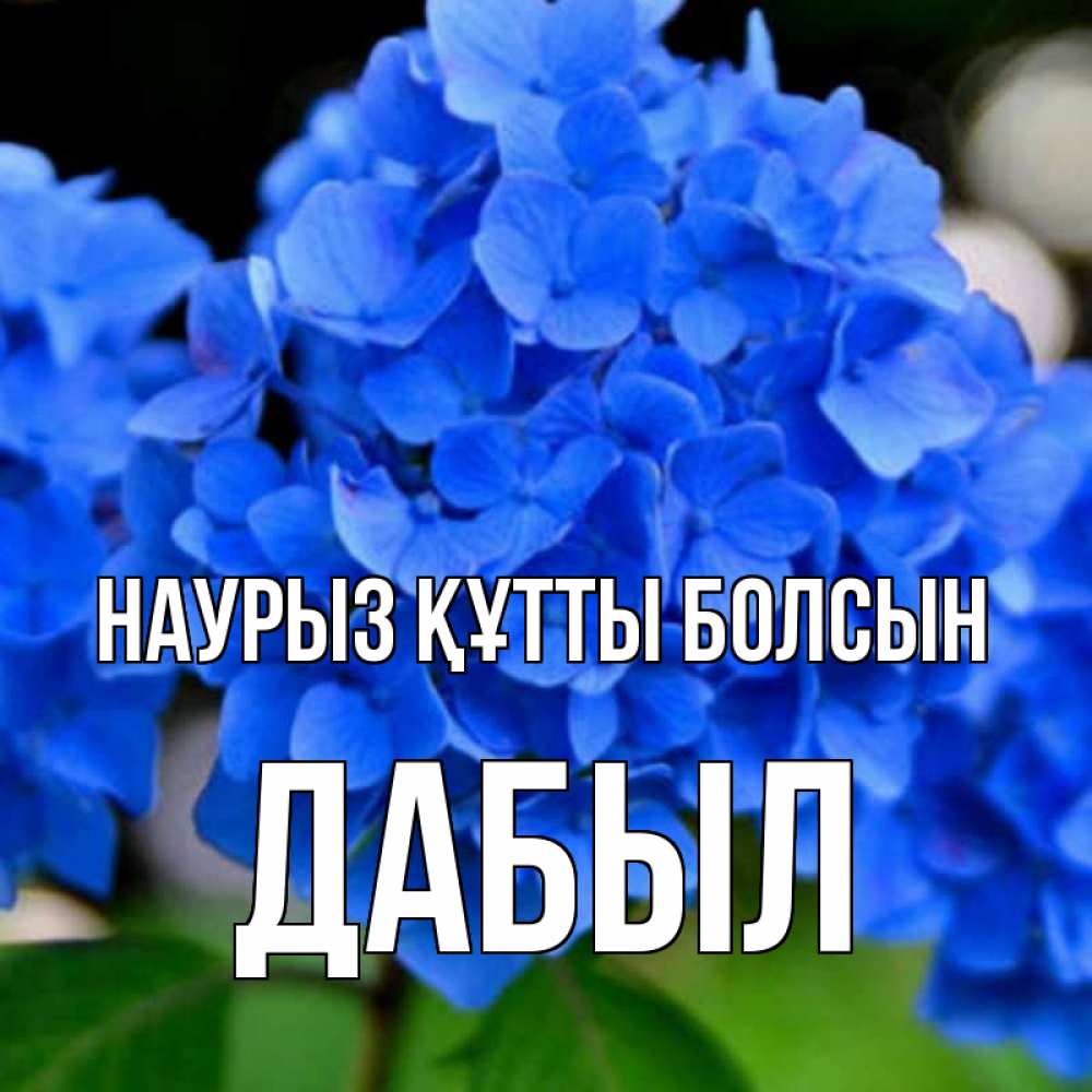 Күн сайын ашық хат с именем, Дабыл Наурыз құтты болсын синие цветы Онлайн тегін жүктеп алу тілектері бар керемет карта 