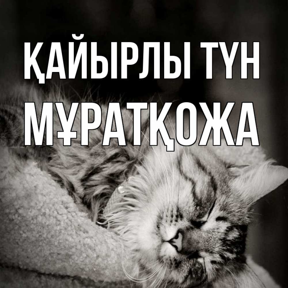 Күн сайын ашық хат с именем, Мұратқожа Қайырлы түн котярик пушистый Онлайн тегін жүктеп алу тілектері бар керемет карта 