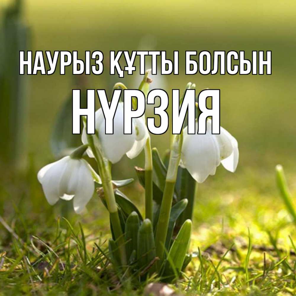 Күн сайын ашық хат с именем, НҮРЗИЯ Наурыз құтты болсын ранние цветы 2 Онлайн тегін жүктеп алу тілектері бар керемет карта 