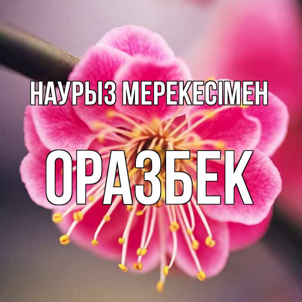 Күн сайын ашық хат с именем, ОРАЗБЕК Наурыз мерекесімен цветы Онлайн тегін жүктеп алу тілектері бар керемет карта 