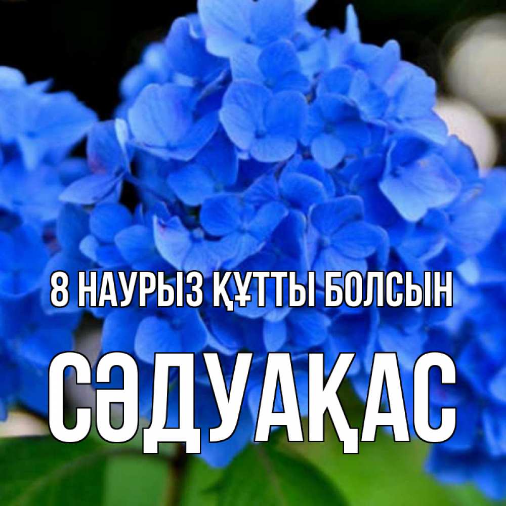 Күн сайын ашық хат с именем, СӘДУАҚАС 8 наурыз құтты болсын синие цветы Онлайн тегін жүктеп алу тілектері бар керемет карта 