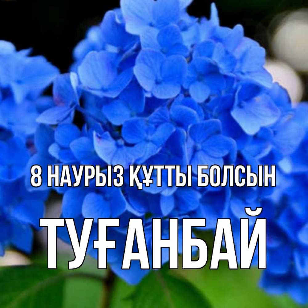 Күн сайын ашық хат с именем, ТУҒАНБАЙ 8 наурыз құтты болсын синие цветы Онлайн тегін жүктеп алу тілектері бар керемет карта 