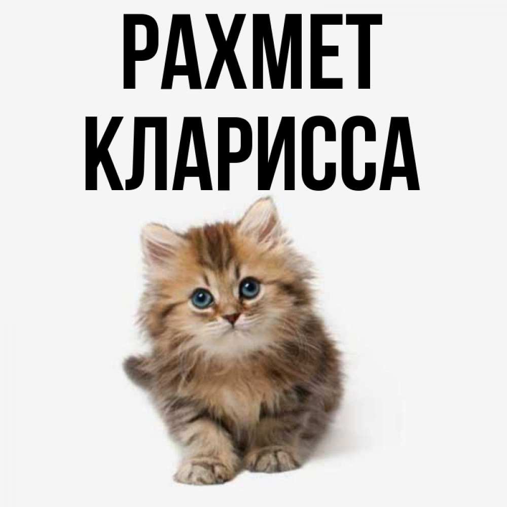 Күн сайын ашық хат с именем, Кларисса рахмет пушистый котик Онлайн тегін жүктеп алу тілектері бар керемет карта 