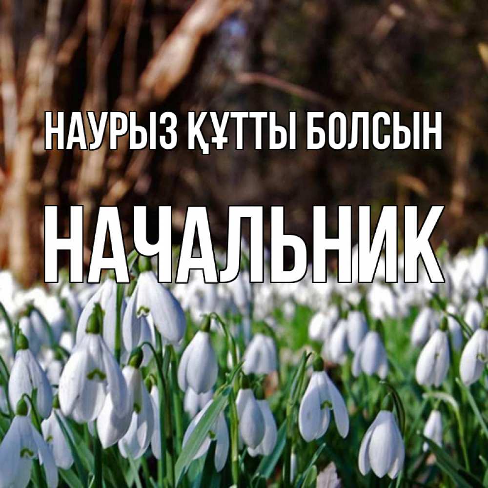 Күн сайын ашық хат с именем, Начальник Наурыз құтты болсын с подснежниками 1 Онлайн тегін жүктеп алу тілектері бар керемет карта 