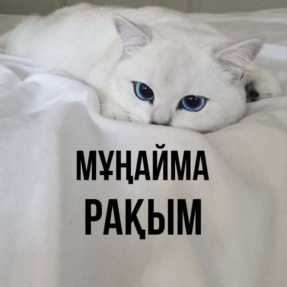 Күн сайын ашық хат с именем, РАҚЫМ Мұңайма Голубоглазая кошка Онлайн тегін жүктеп алу тілектері бар керемет карта 