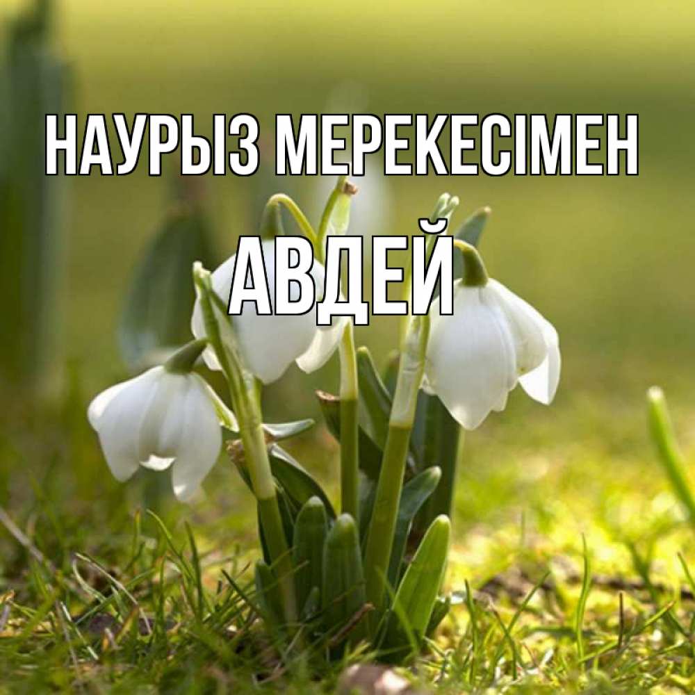 Күн сайын ашық хат с именем, Авдей Наурыз мерекесімен ранние цветы 2 Онлайн тегін жүктеп алу тілектері бар керемет карта 