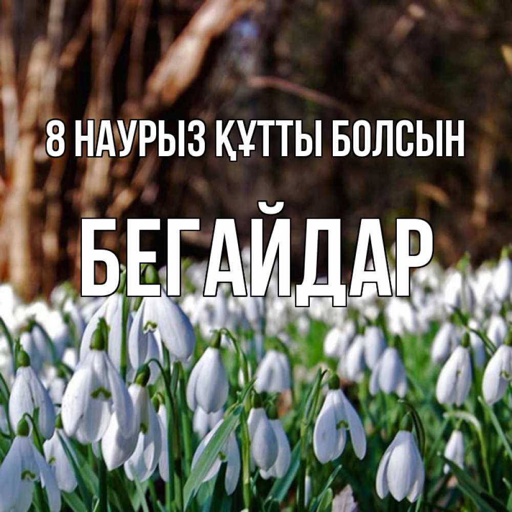 Күн сайын ашық хат с именем, Бегайдар 8 наурыз құтты болсын с подснежниками 1 Онлайн тегін жүктеп алу тілектері бар керемет карта 
