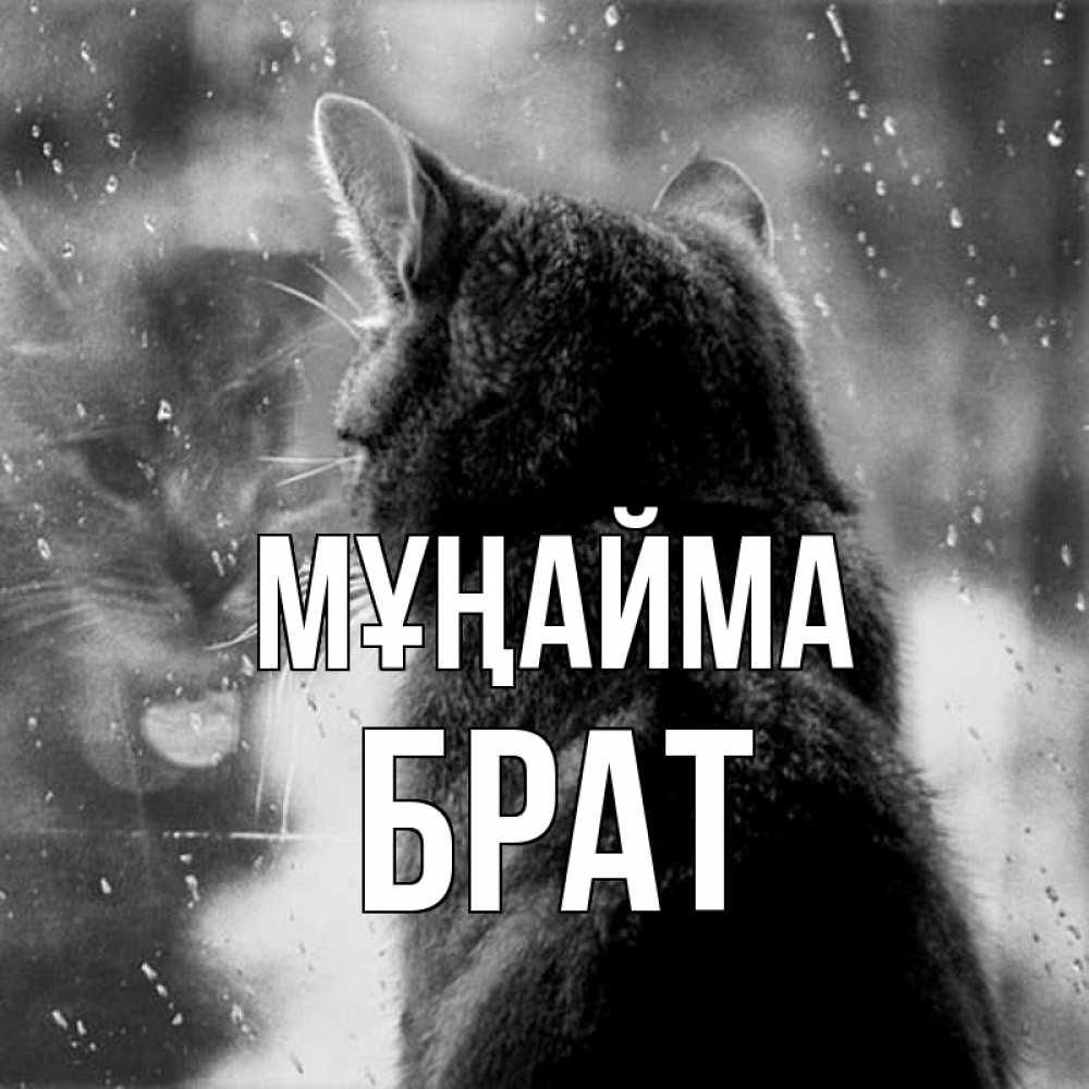 Күн сайын ашық хат с именем, Брат Мұңайма отражение кота 1 Онлайн тегін жүктеп алу тілектері бар керемет карта 