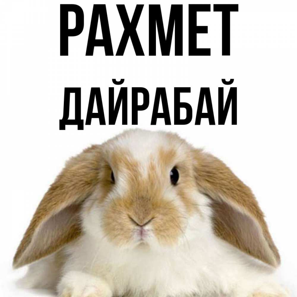 Күн сайын ашық хат с именем, Дайрабай рахмет коричнево белый заяц Онлайн тегін жүктеп алу тілектері бар керемет карта 