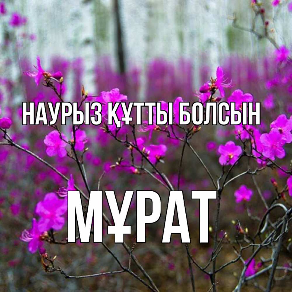 Күн сайын ашық хат с именем, МҰРАТ Наурыз құтты болсын дикие цветы Онлайн тегін жүктеп алу тілектері бар керемет карта 