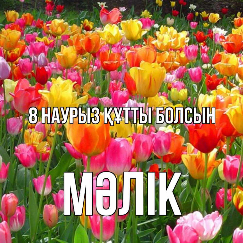 Күн сайын ашық хат с именем, МӘЛІК 8 наурыз құтты болсын на международный женский день Онлайн тегін жүктеп алу тілектері бар керемет карта 