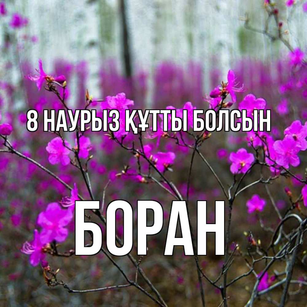 Күн сайын ашық хат с именем, Боран 8 наурыз құтты болсын дикие цветы Онлайн тегін жүктеп алу тілектері бар керемет карта 