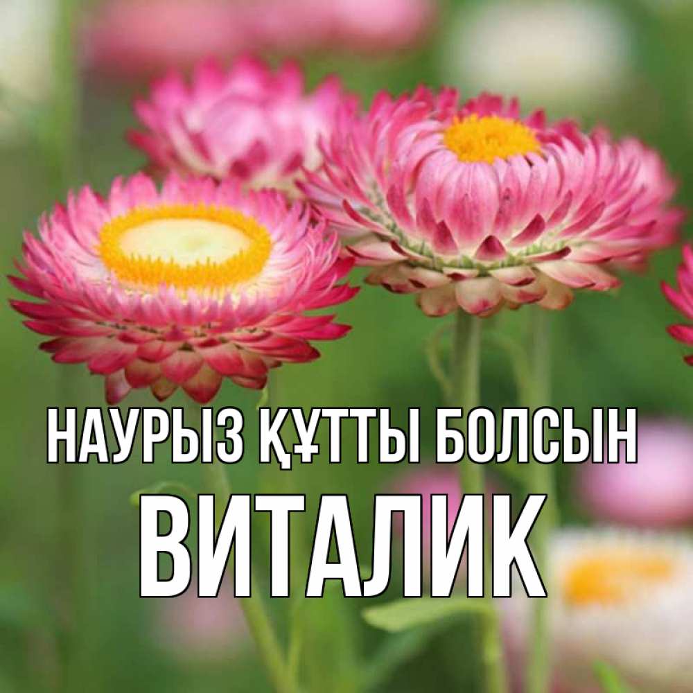 Күн сайын ашық хат с именем, Виталик Наурыз құтты болсын подарок на международный женский день Онлайн тегін жүктеп алу тілектері бар керемет карта 