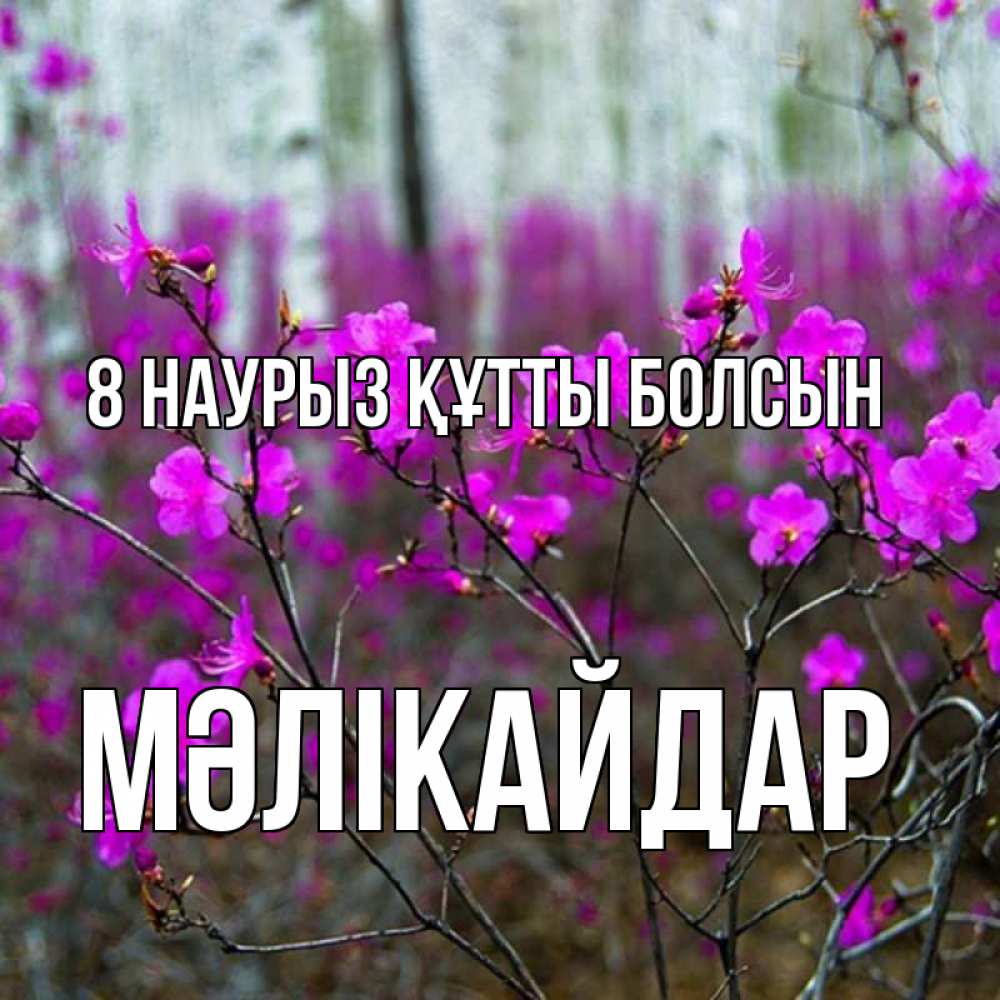 Күн сайын ашық хат с именем, МӘЛІКАЙДАР 8 наурыз құтты болсын дикие цветы Онлайн тегін жүктеп алу тілектері бар керемет карта 