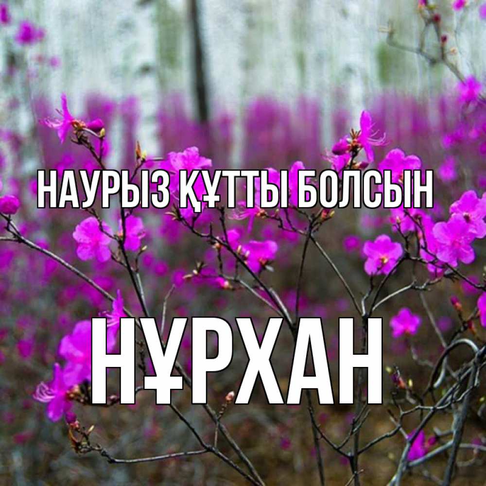 Күн сайын ашық хат с именем, НҰРХАН Наурыз құтты болсын дикие цветы Онлайн тегін жүктеп алу тілектері бар керемет карта 