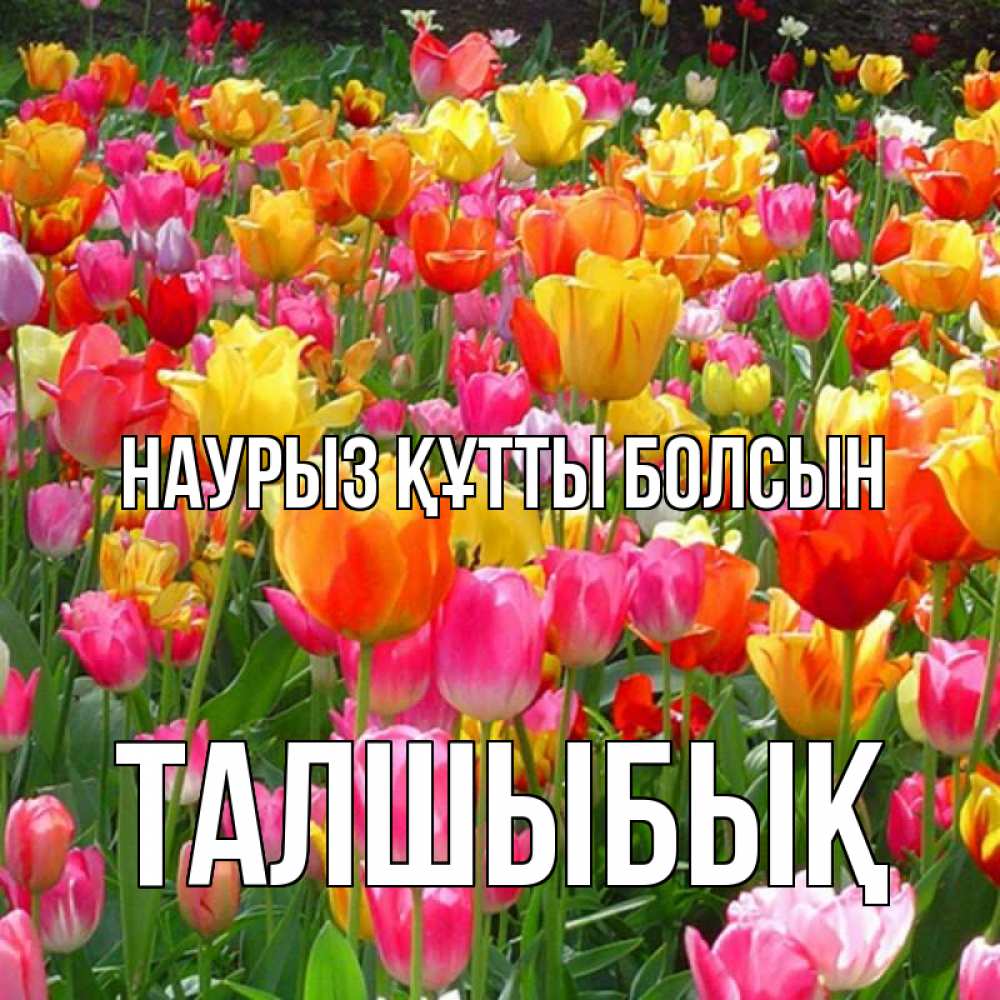 Күн сайын ашық хат с именем, ТАЛШЫБЫҚ Наурыз құтты болсын на наурыз  ура ура Онлайн тегін жүктеп алу тілектері бар керемет карта 