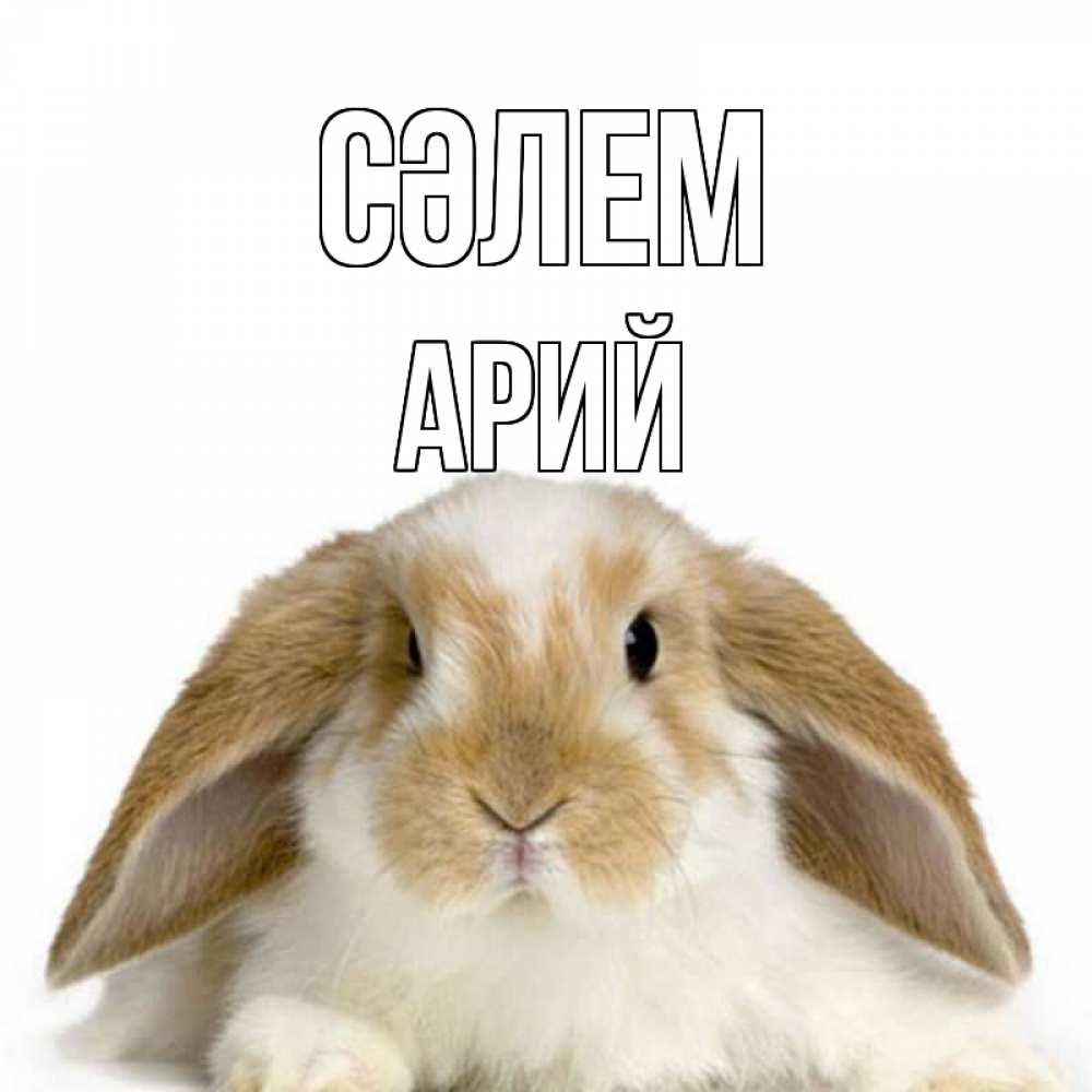 Күн сайын ашық хат с именем, Арий Сәлем с животными Онлайн тегін жүктеп алу тілектері бар керемет карта 