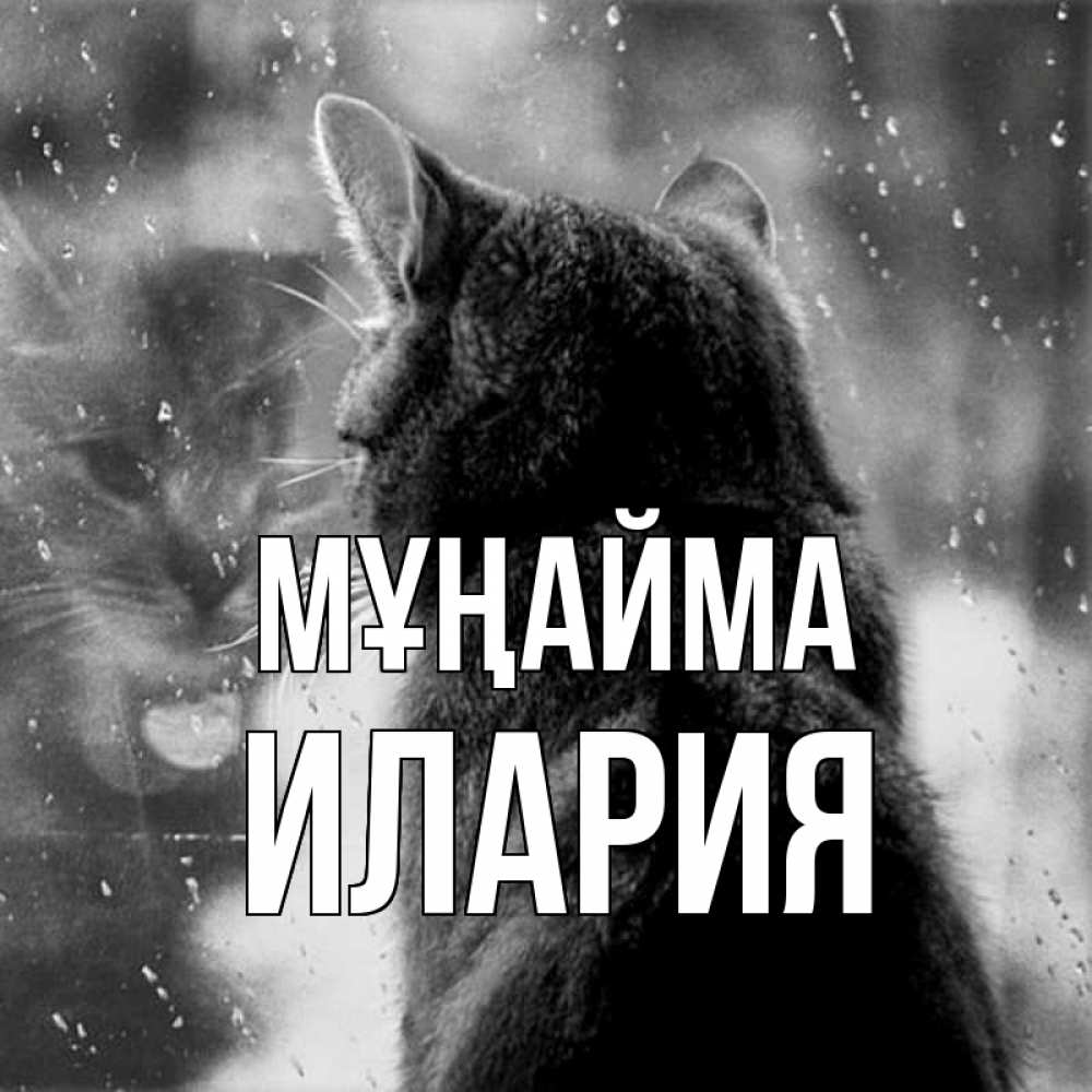 Күн сайын ашық хат с именем, Илария Мұңайма отражение кота 1 Онлайн тегін жүктеп алу тілектері бар керемет карта 