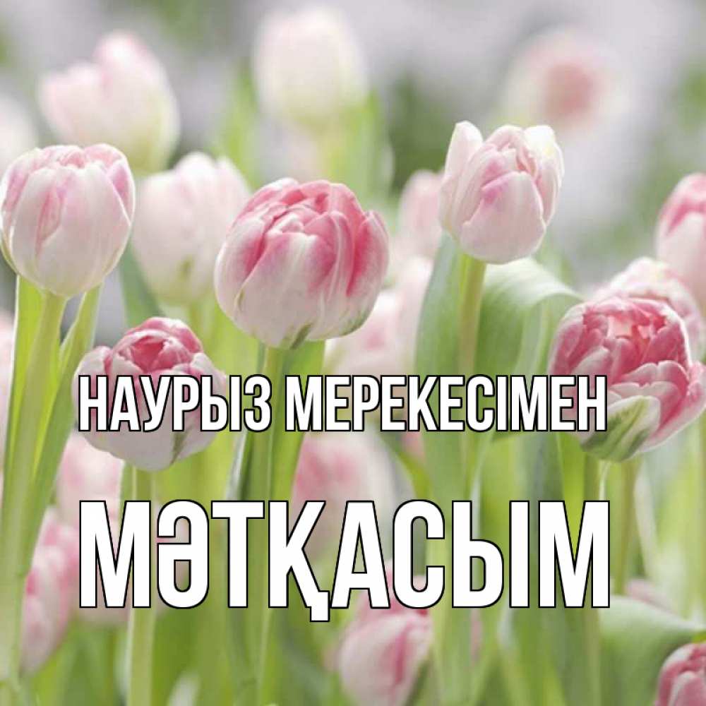 Күн сайын ашық хат с именем, МӘТҚАСЫМ Наурыз мерекесімен цветы Онлайн тегін жүктеп алу тілектері бар керемет карта 
