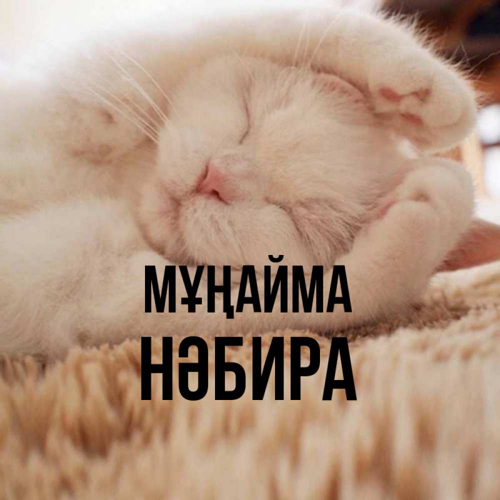 Күн сайын ашық хат с именем, НӘБИРА Мұңайма Котенок спит Онлайн тегін жүктеп алу тілектері бар керемет карта 