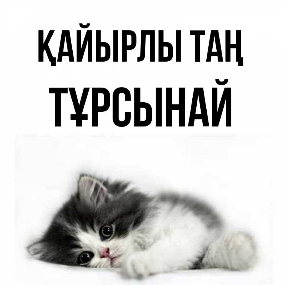 Күн сайын ашық хат с именем, ТҰРСЫНАЙ Қайырлы таң кот лапки Онлайн тегін жүктеп алу тілектері бар керемет карта 
